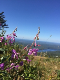 Fireweed Chamaenerion angustifolium on the summit of Mont-Tremblant Qubec Canada