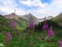 Fireweed in the Rockies 