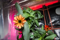 First Flower Grown in Space 