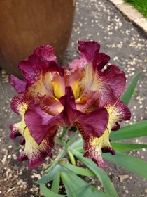 First iris of the season 