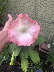 First pink angels trumpet to bloom in the garden Brugmansia  Thumb for scale