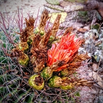 Fishook Barrel Cactus Ferocactus wislizeni flower Taken in Saguaro National Park AZ USA 
