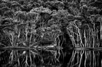 Five Mile Creek Wilsons Promontory Victoria Australia 