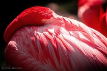 Flamingo giving the death stare