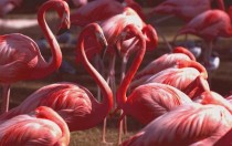 Flamingo Phoenicopterus x