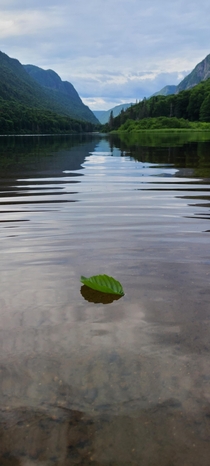 Floating leaf at Jacques Cartier National Park 