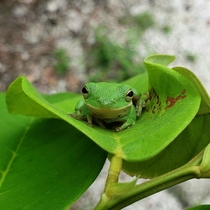 Florida Green Treefrog Hyla cinerea giving the camera a big ol smile