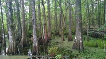 Florida Mangroves from the boardwalk 