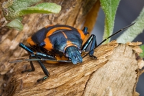 Florida Predatory Stink Bug Euthyrhynchus floridanus 