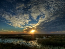 Florida Wetlands 