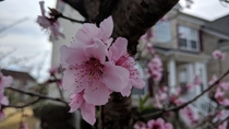 Flower from a nectarine tree 