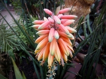 Flower of a Cactus from the Botanical Garden Gttingen Germany 