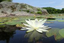 Flower on a pond on the Canadian Shield  x