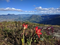Flower on the top of a mountain in Aiuruoca state of Minas Gerais Brazil 
