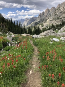 Flowers and the Wind River Range Wyoming USA 