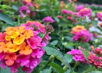 Flowers from Botanical Gardens OC