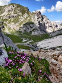 Flowers in the Italian Dolomites 