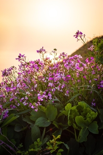 Flowers in the sunrise Jeju Island 