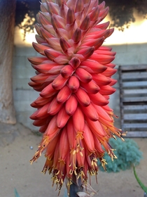 Flowers of an Arabian Aloe Aloe rubroviolacea 