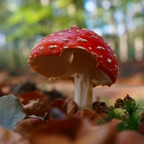 Fly agaric Autumn in the Netherlands 