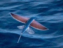 Flying Fish -  x-post from rpics 