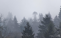 Fog covered trees in Vancouver Washington 