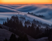 Fog Over Hills and Through Trees - Mount Tamalpais California  beardedglory on IG