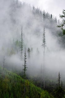 Fog rising through the trees Montana 