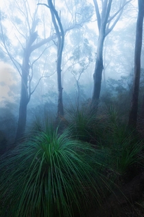 Foggy Australian Forest OC x dalegphoto
