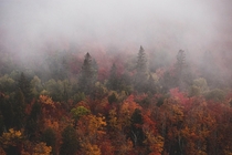 Foggy fall colors in Minnesota 