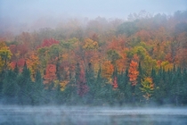 Foggy Fall Forest North Elba NY 
