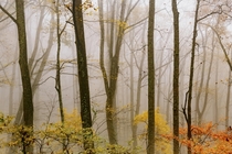 Foggy Fall Morning on the Blue Ridge 