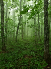 Foggy forest in Canada 