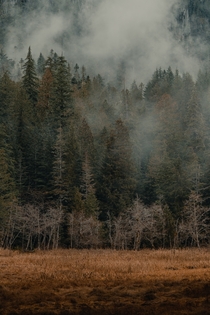 Foggy Forest in Mount Rainier National Park Washington 