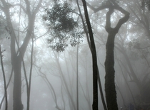 Foggy forest Munnar India 