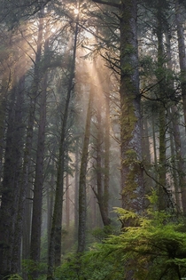 Foggy Morning at Siuslaw National Forest Oregon 