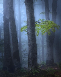 Foggy morning at Urbasa Forest in Navarra Spain  IG jabisanz