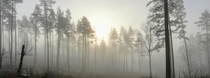 Foggy morning in Fotskl Sweden 