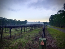 Foggy morning up at the vineyard this morning Mclaren Vale South Australia
