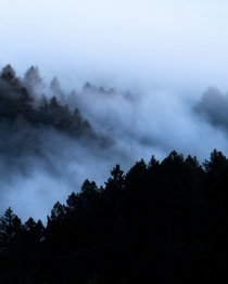 Foggy Muir Woods California 