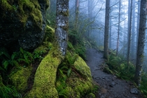 Foggy trail in Washington state 