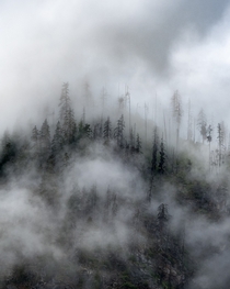 Foggy Trees Washington State OC
