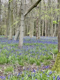Forest floor of bluebells Hertfordshire UK 
