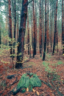 Forest in Brandenburg Germany  OC