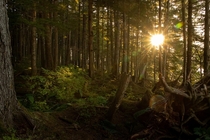 Forest in Hoonah Alaska 