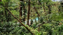 Forest in Tenorio Volcano National Park Costa Rica Celeste River in the background 