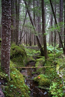 Forest Juneau Alaska OC 