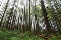 Forest on Juan de Fuca Trail Vancouver Island BC 