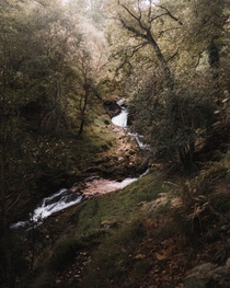 Forest scene in Glendalough Ireland   x 