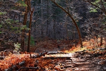 Forested Path near Sedona Arizona USA 